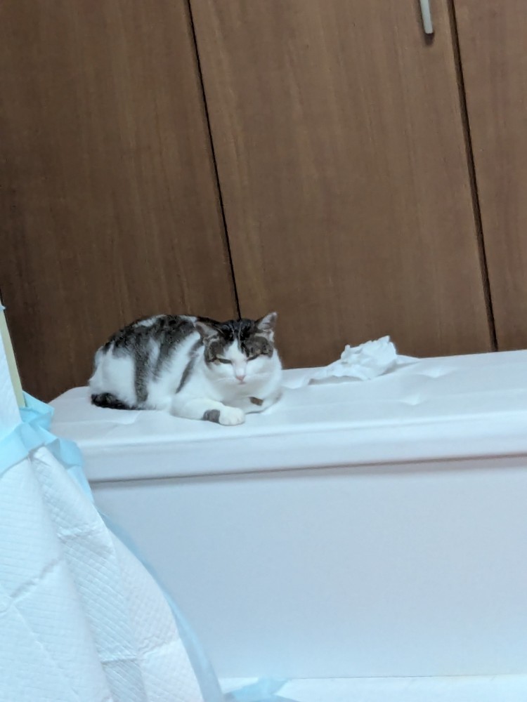 険しい顔の猫