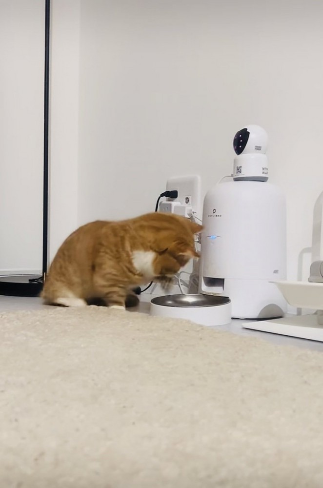給餌機に手を伸ばすマンチカン