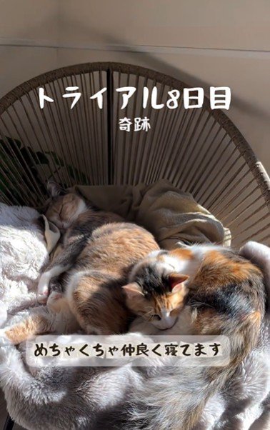 椅子の上で寝ている2匹の猫