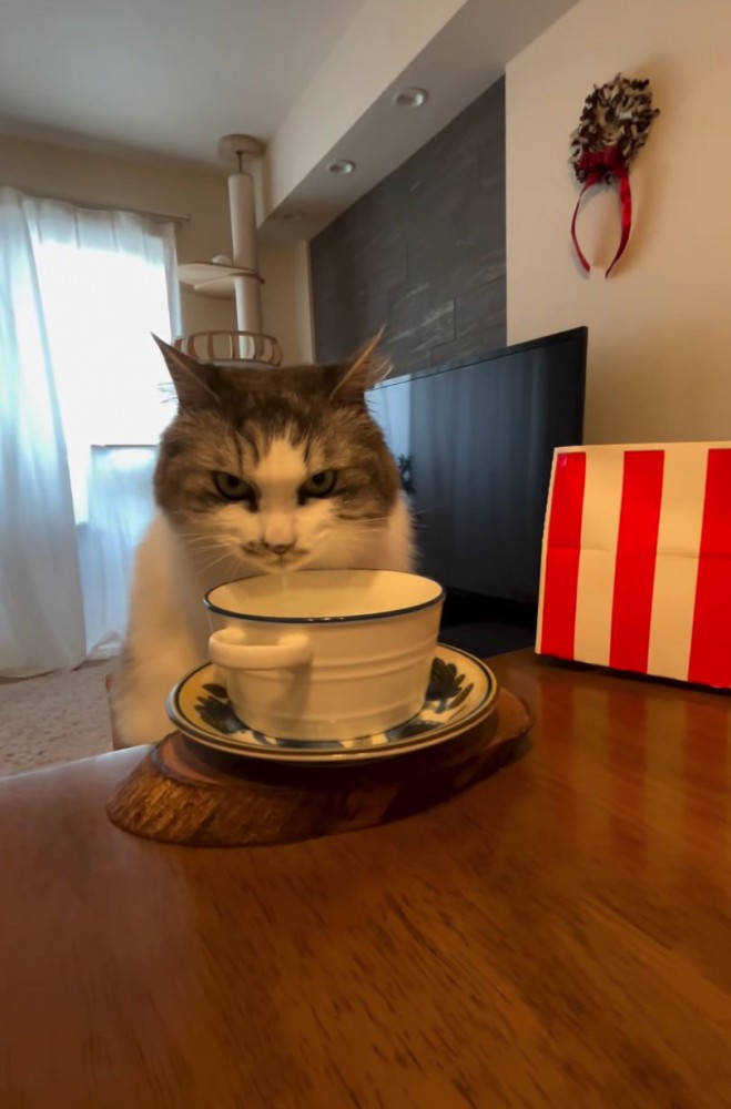 こちらを見つめる猫