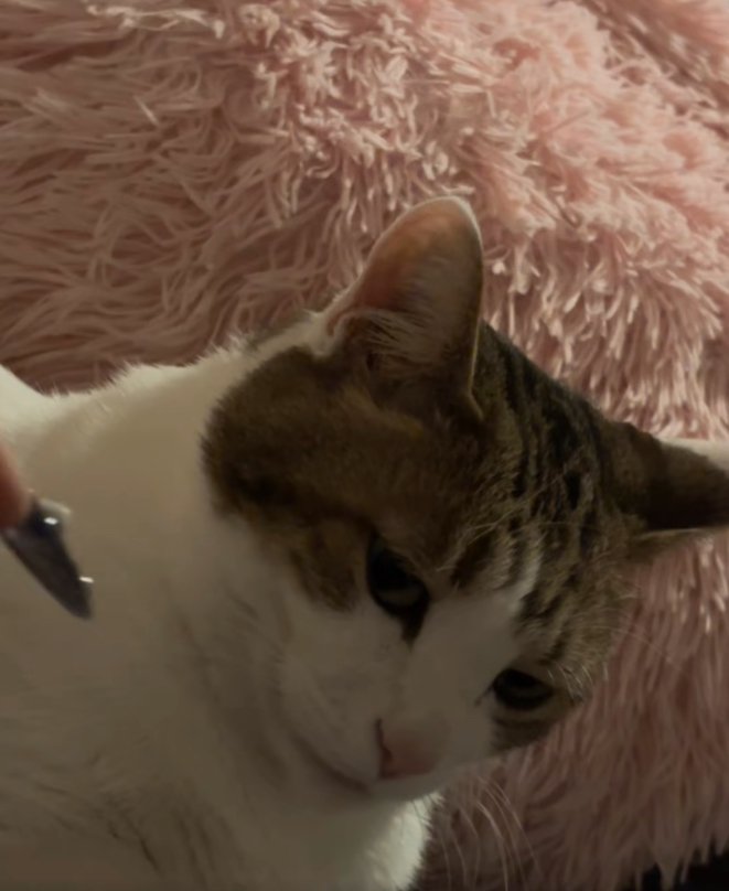 キジトラの顔アップと飼い主の見切れたネイル