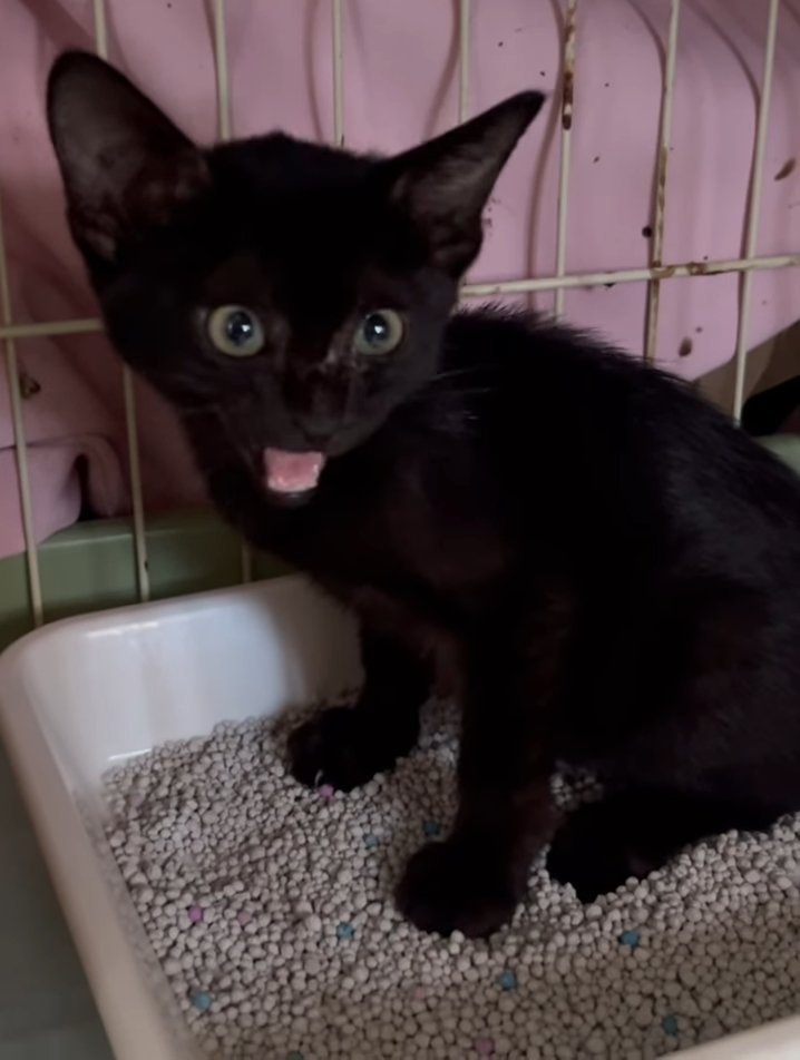 鳴いている子猫