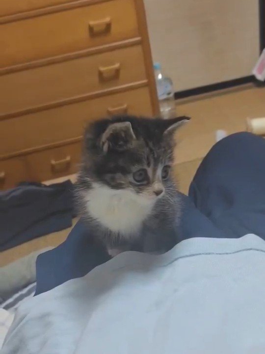 人のひざの上に乗る子猫
