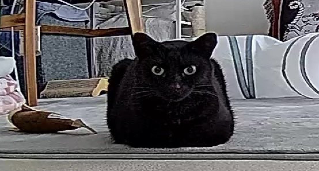 遠くからみると四角い形になっている猫