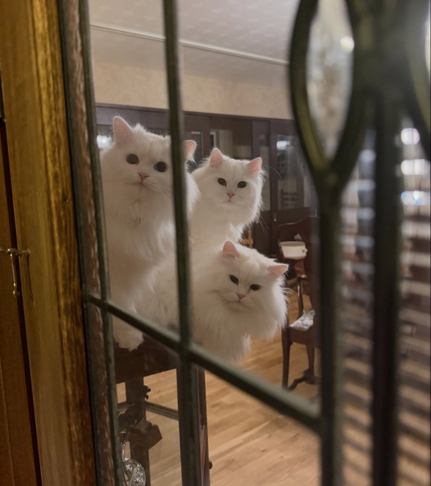 3匹の猫