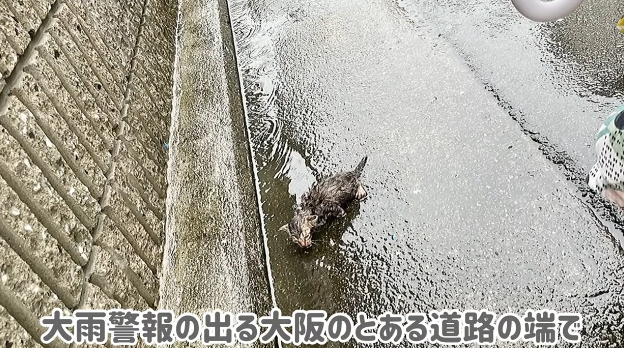 雨の中の子猫