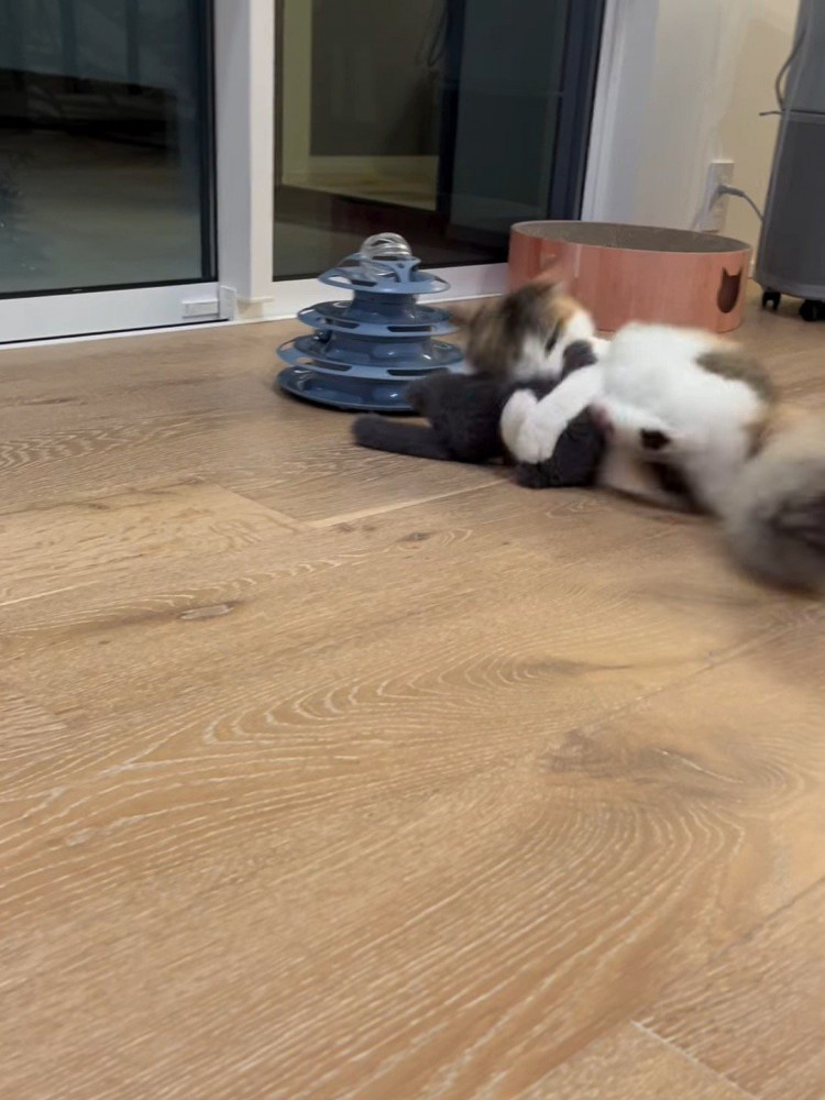 おもちゃを抱えて蹴る猫
