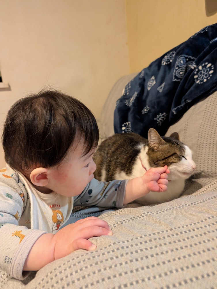 猫のヒゲを触る子ども