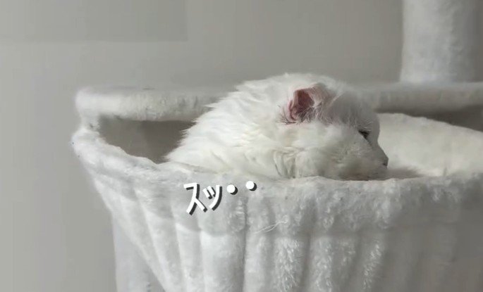 「スッ」と書かれた写真