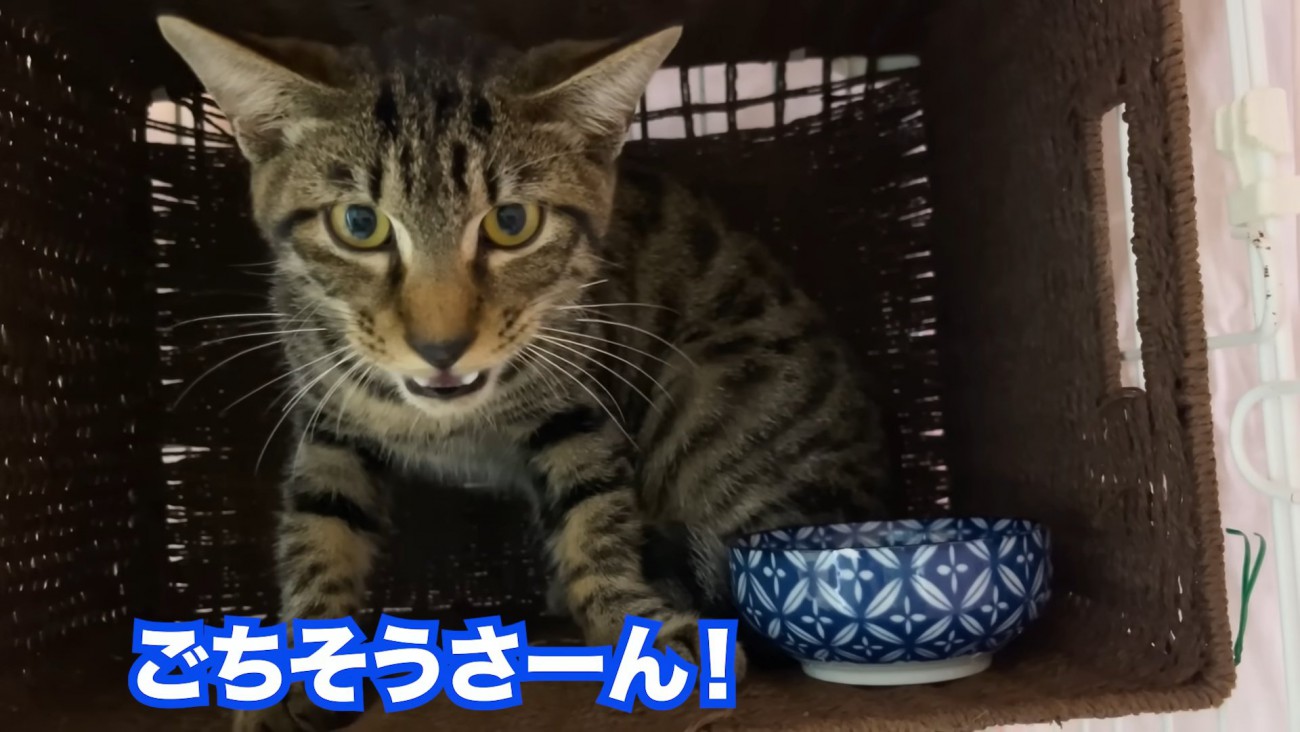 前を見て鳴く猫