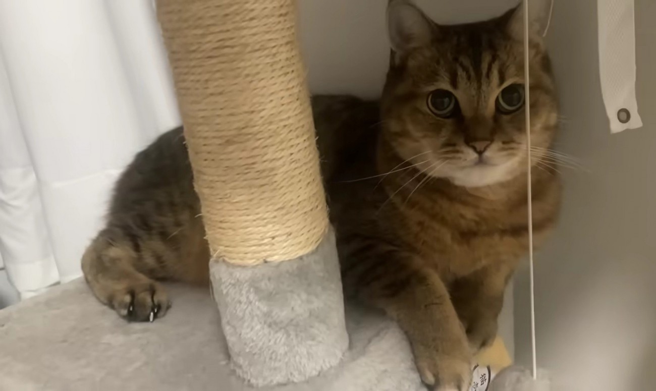キャットタワーの上にいる猫