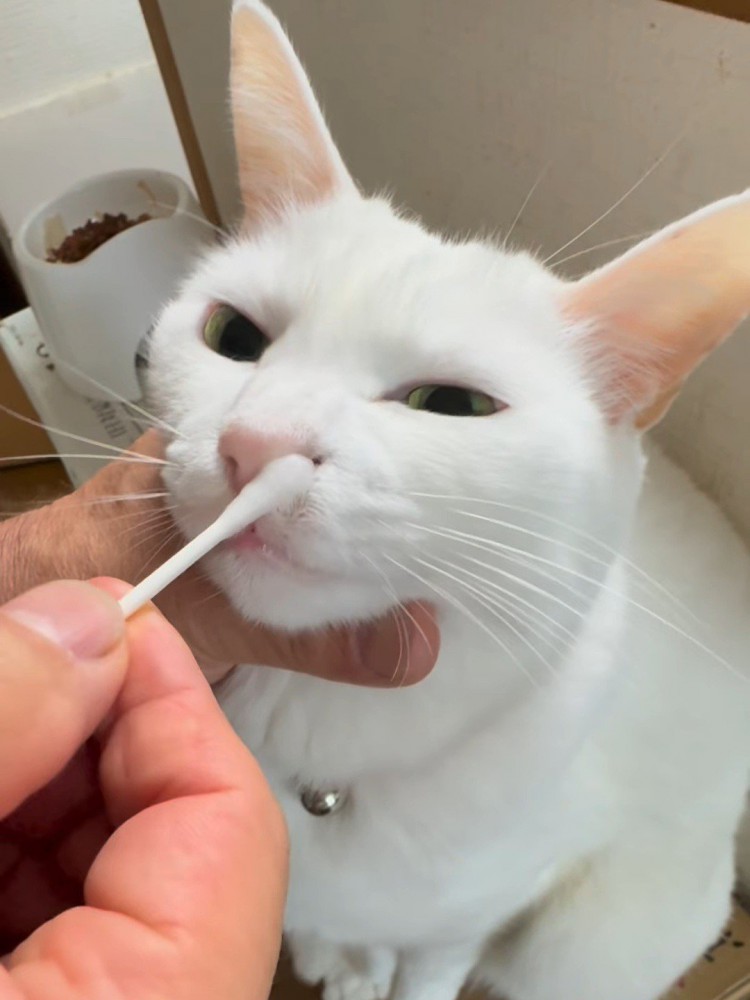 お鼻のお手入れされる猫