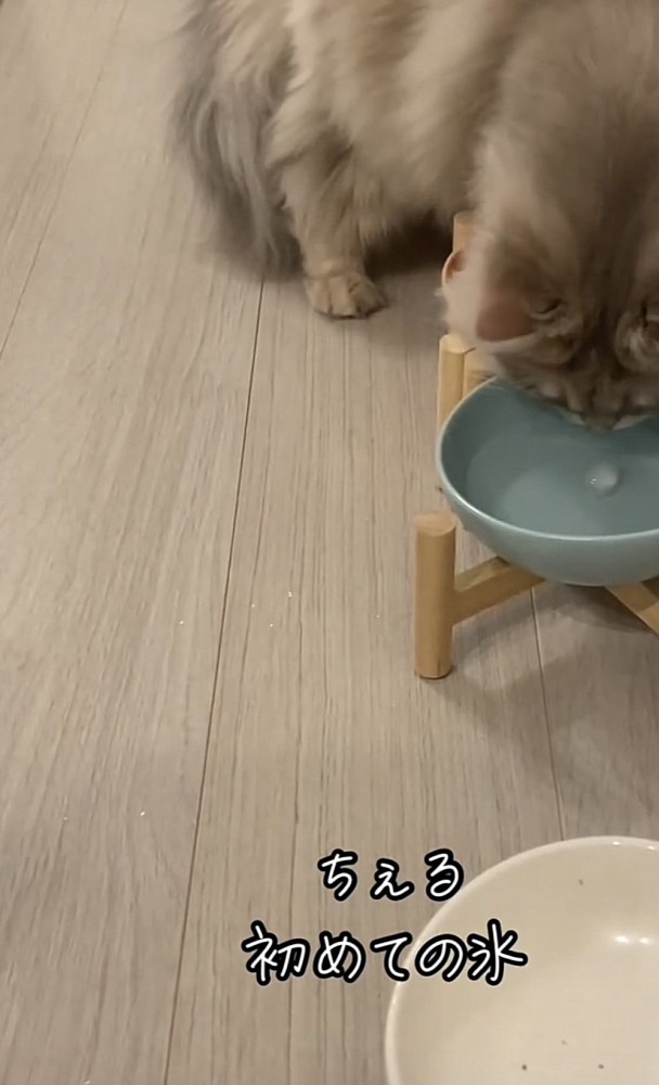 氷を見つめる猫の写真2