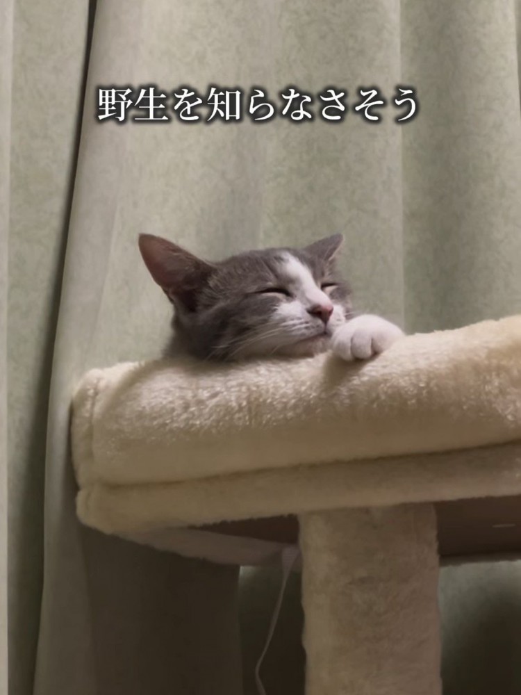 寝ている猫の顔