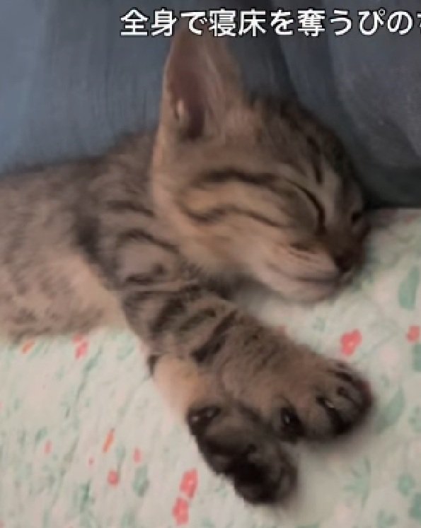 眠る猫
