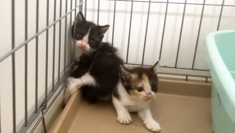 ケージの隅でうずくまる2匹の子猫