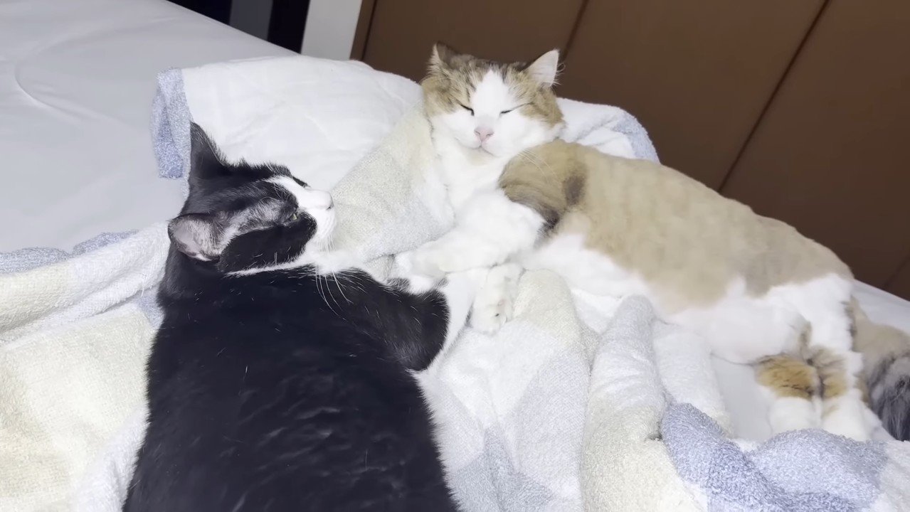 手をつないだ姿