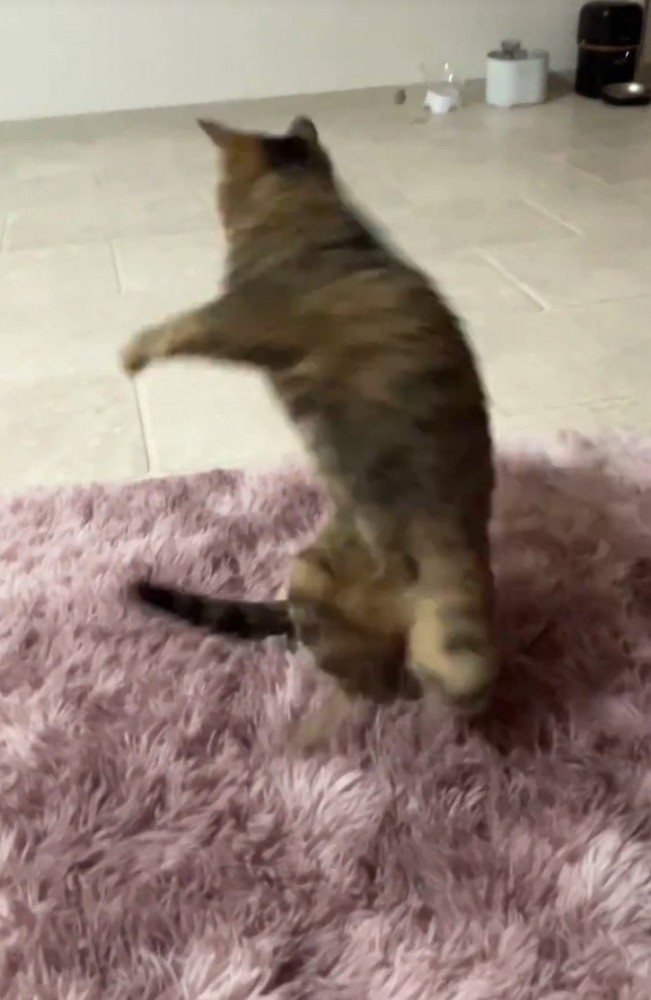 体をひねって飛ぶ猫