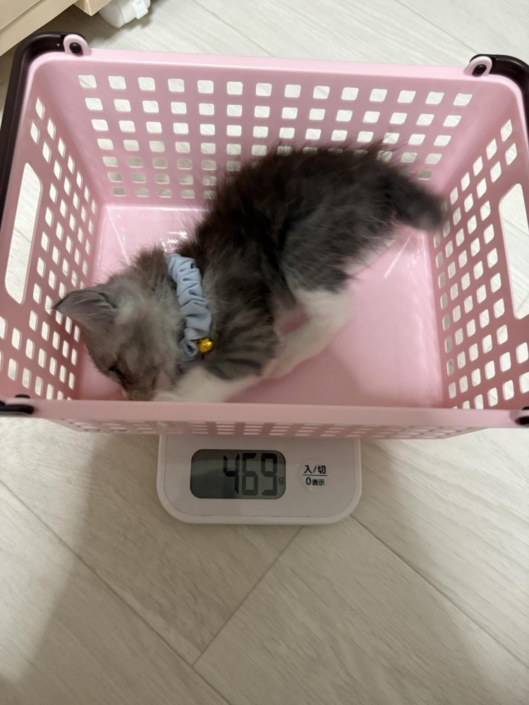 かごの中で横になる子猫