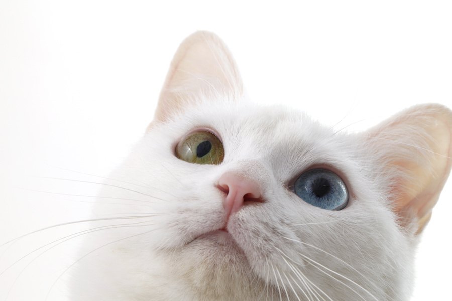 痒い？撫でて欲しい？猫の気持ちが分かる仕草9つ