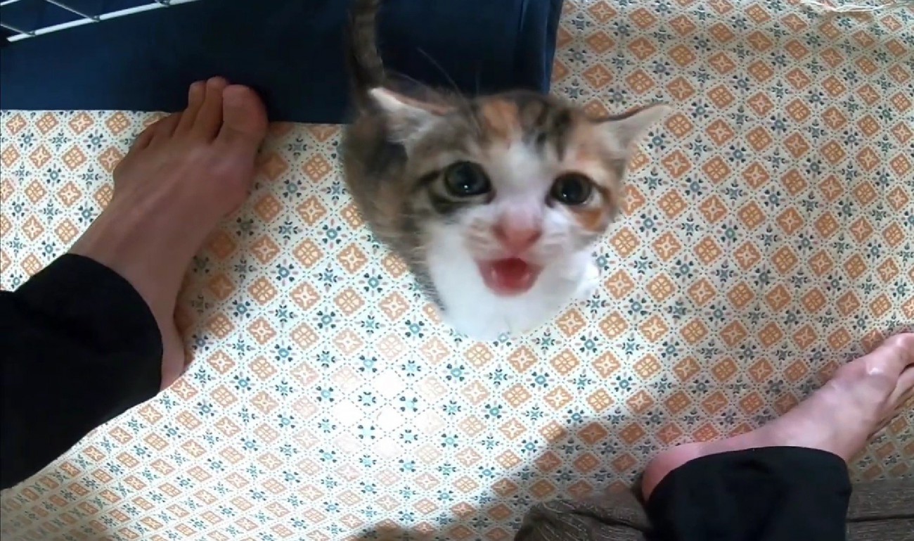 口を開けて鳴くキジ白猫