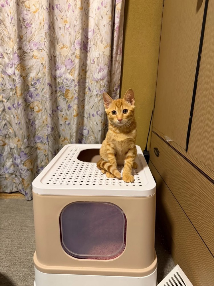 猫トイレに乗る子猫
