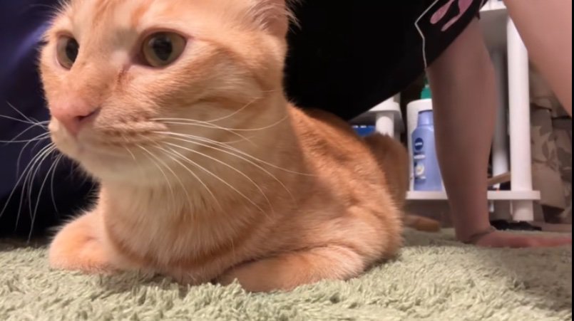 カメラを見る猫