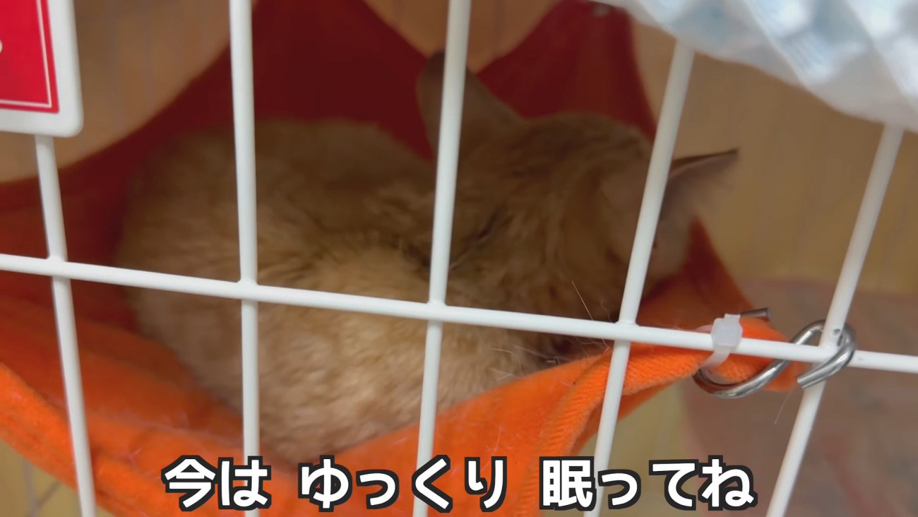 ハンモックで寝る子猫