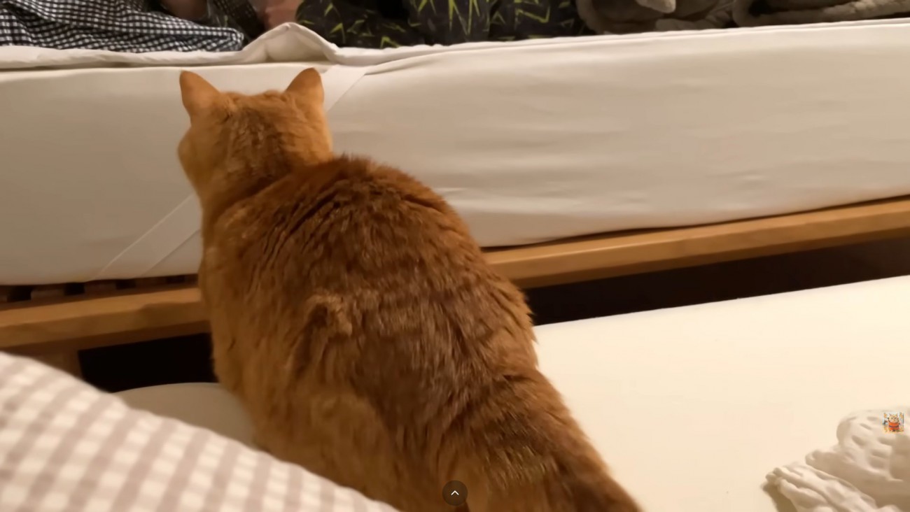 猫ちゃんの後ろ姿