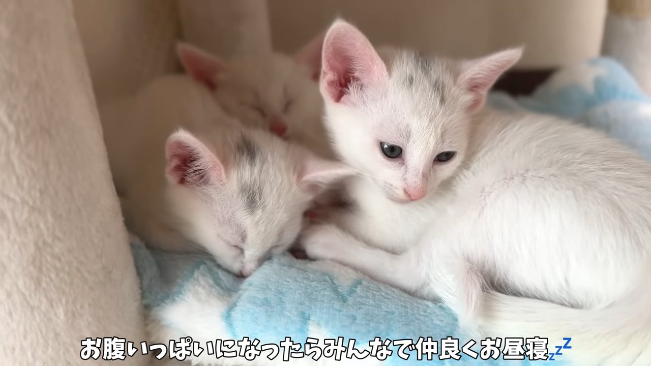 集まって寝る子猫たち