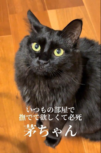 床に座って鳴いている猫