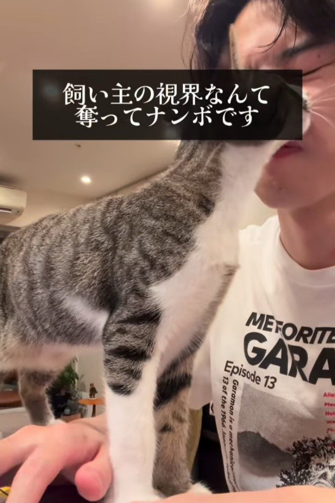 人の顔の前に立つ猫