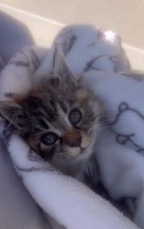 毛布にくるまれた子猫