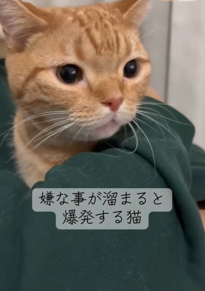 腕の中に入る猫