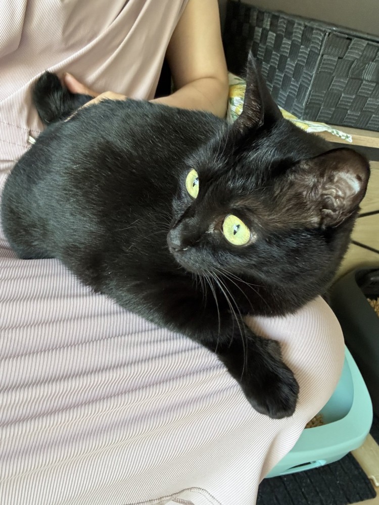 膝の上に座っている黒猫