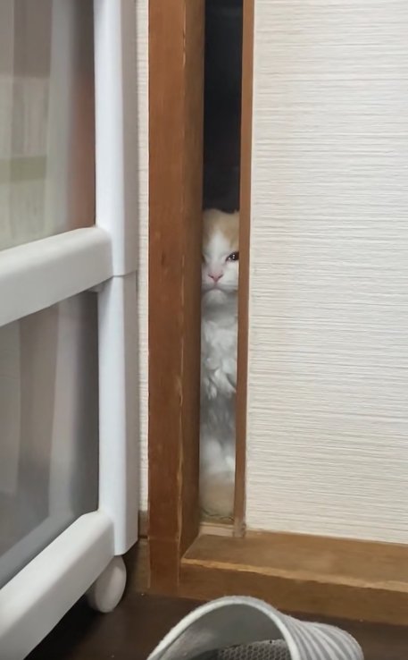 やや顔を上げて目を細めてカメラの方を見つめる猫