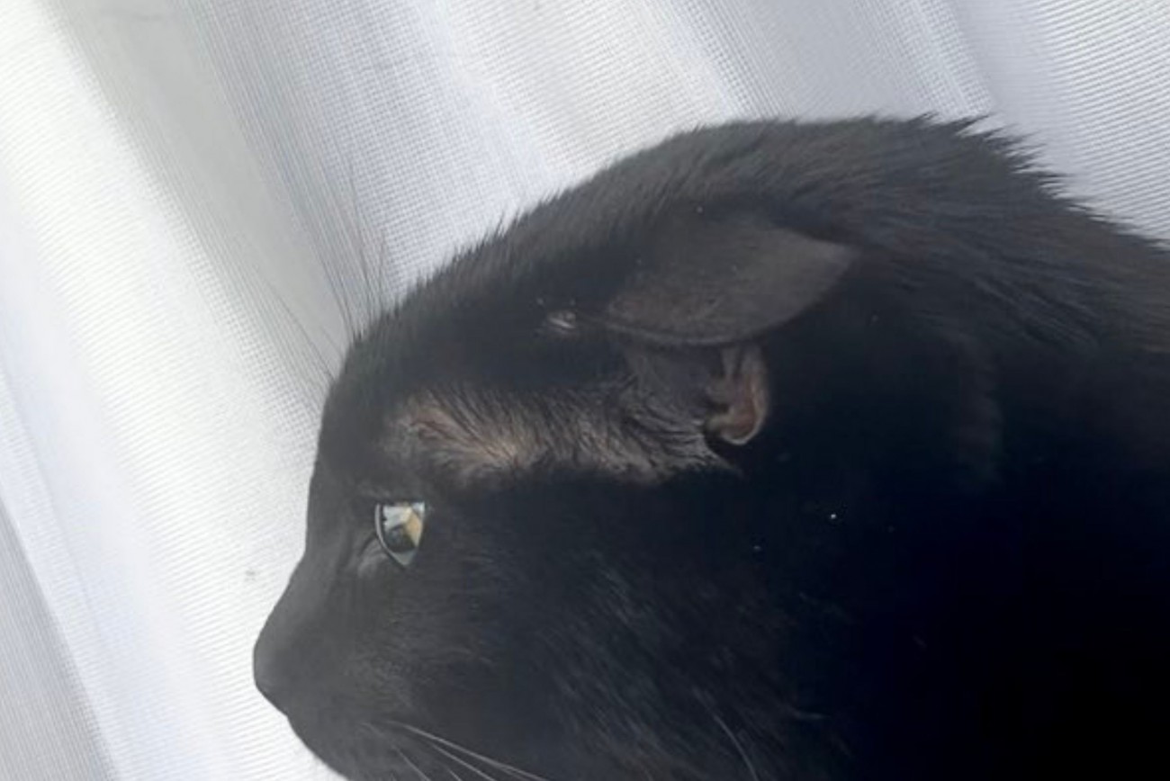 窓辺でくつろぐ黒猫のアップ