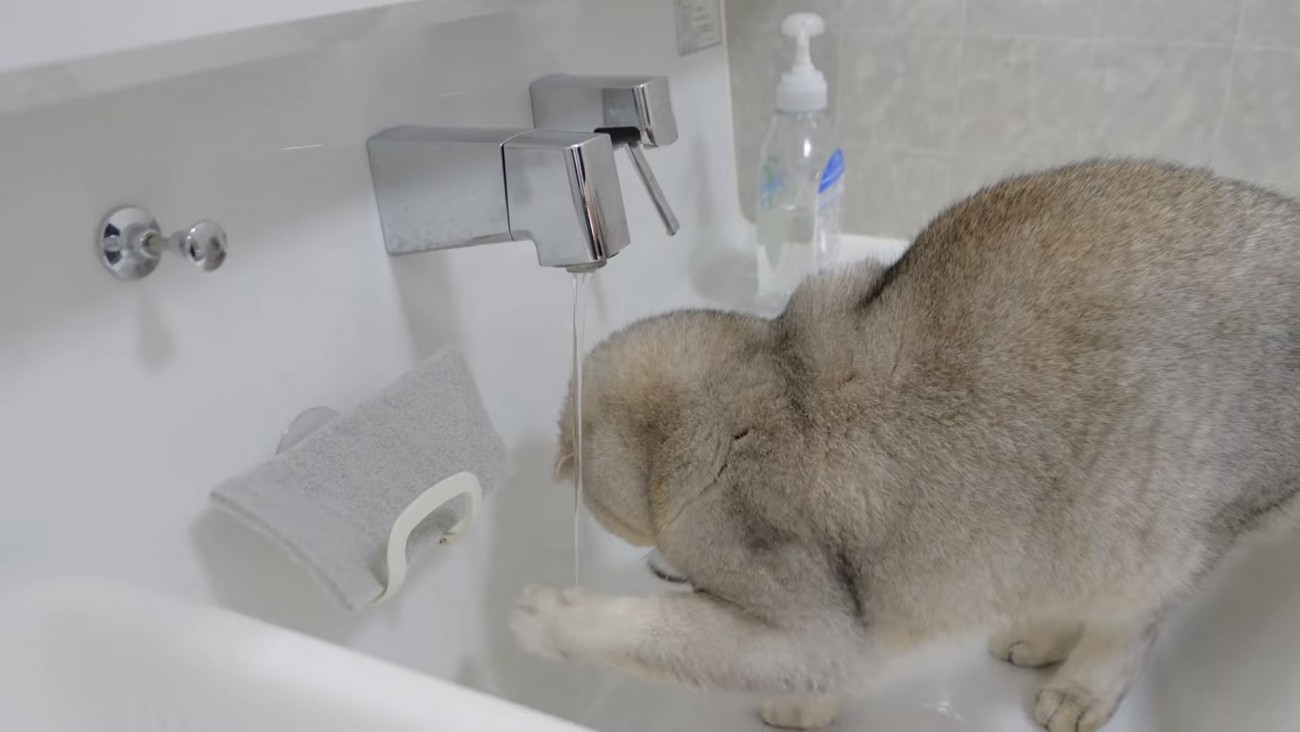 水に猫パンチする猫の写真1