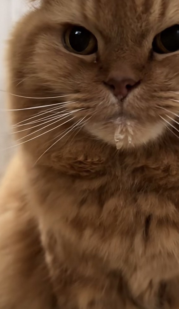 ドアップの猫の写真1