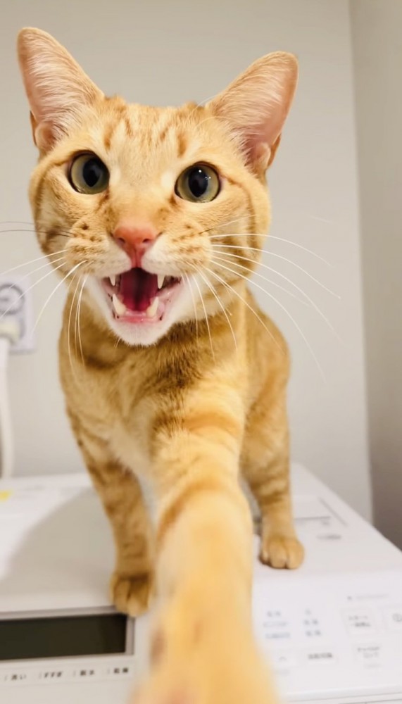 洗濯機の上で鳴きながら前足を飼い主さんに伸ばす茶トラ猫