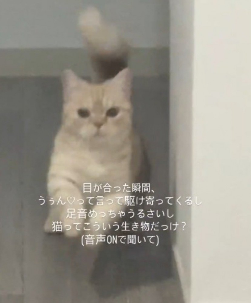 壁の陰から飛び出す猫