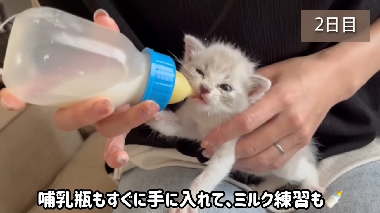 哺乳瓶でミルクを飲む子猫