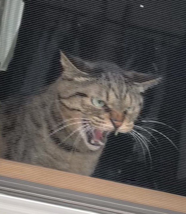 網戸越しに威嚇をするキジトラ猫