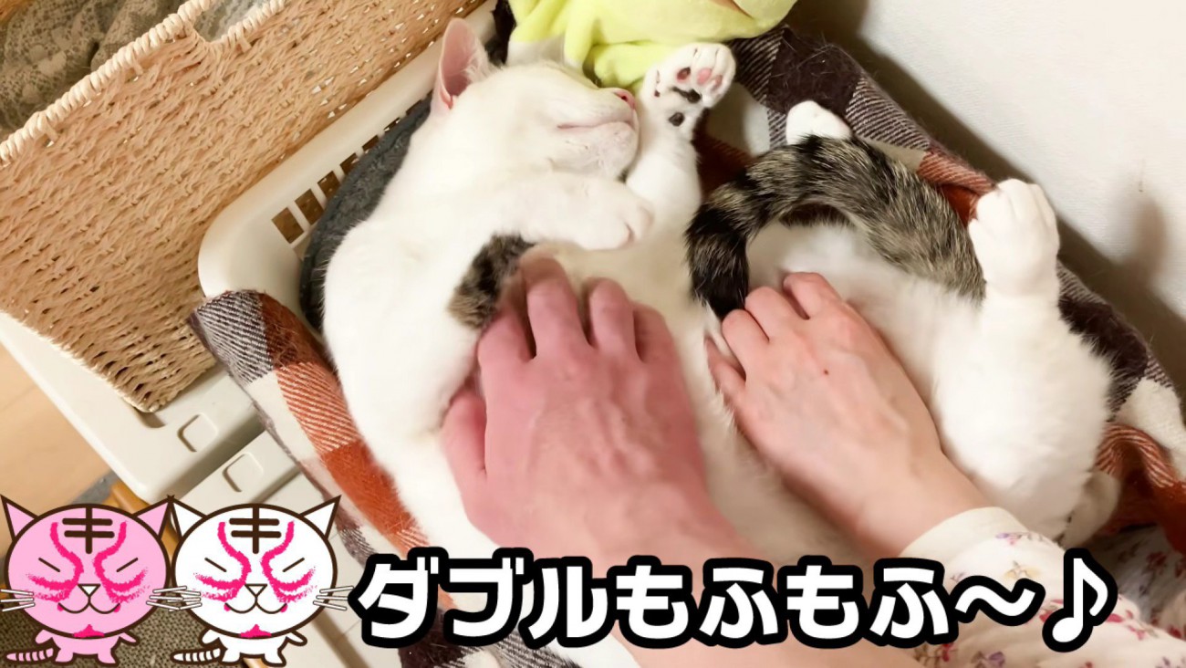 2人でおーちゃんさんのお腹をモフモフ