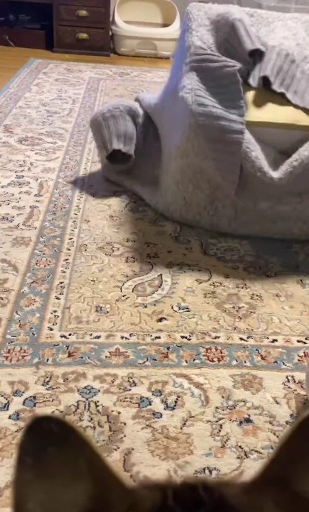 セーターに入った猫