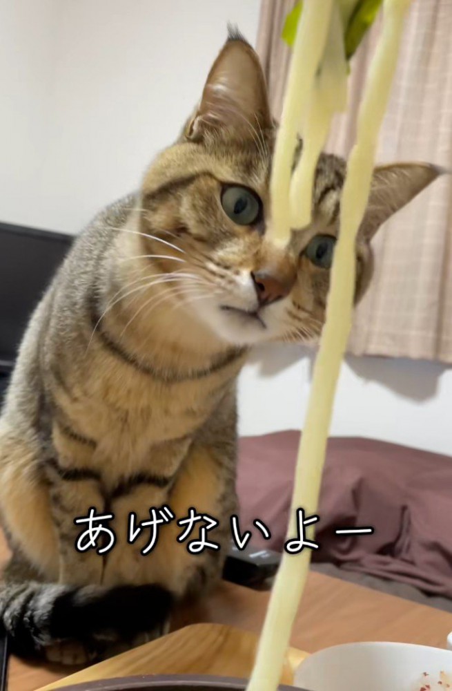 においを嗅ぐ猫