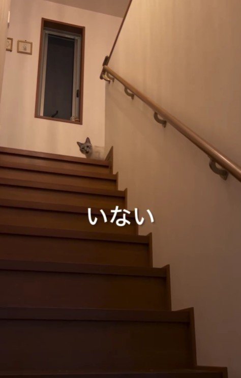 階段から覗く猫