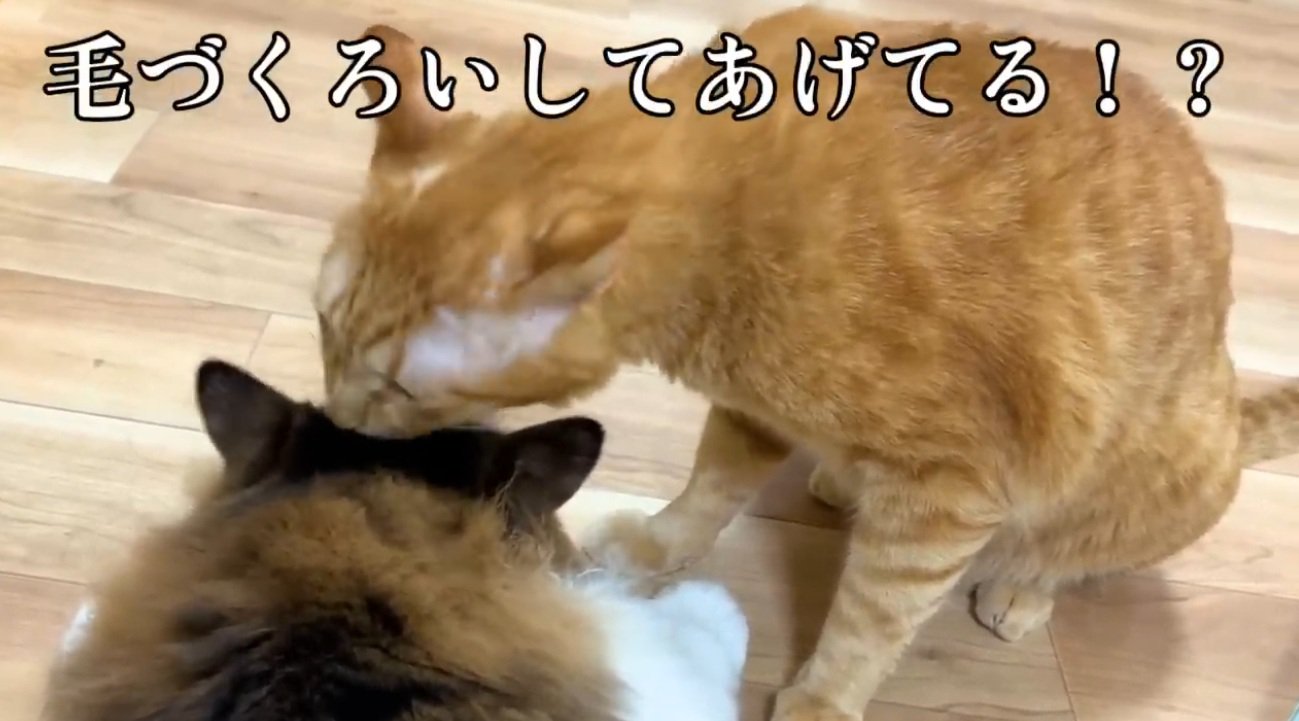 毛づくろいをしている2匹の猫