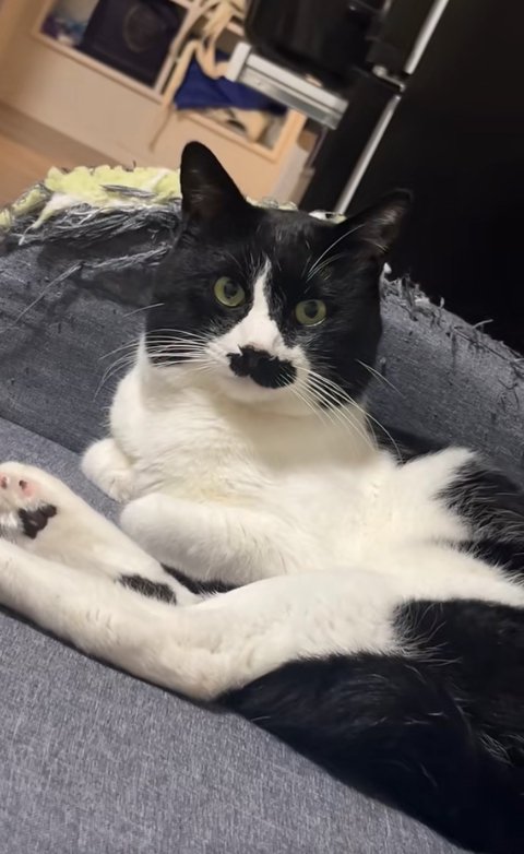 ソファの上にいるカメラ目線の猫