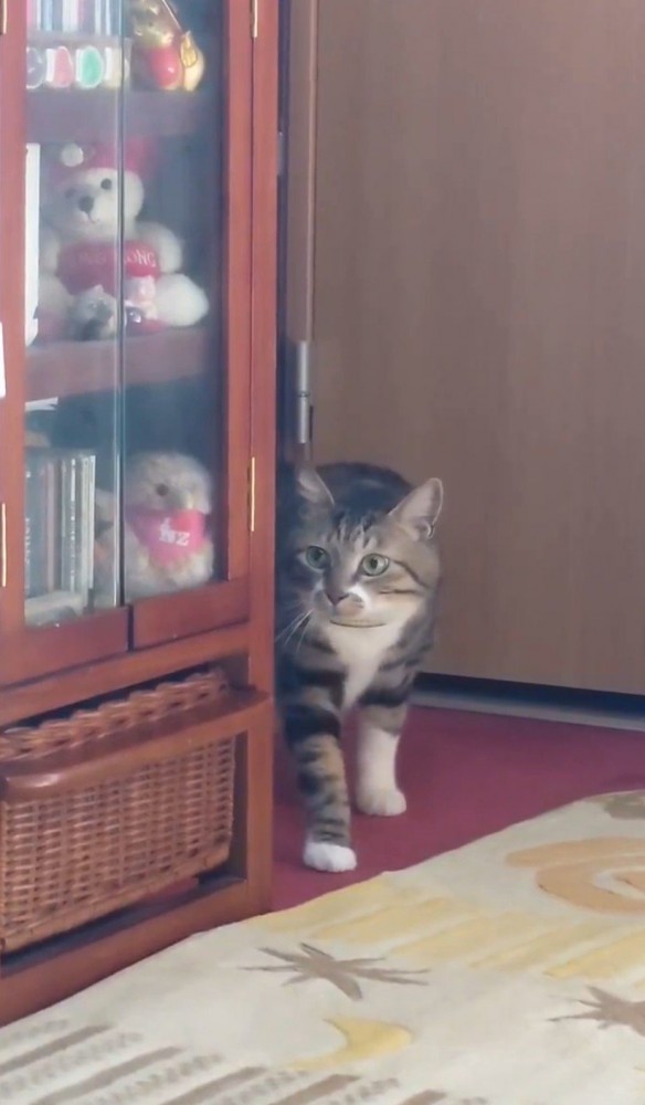 きょろきょろする猫